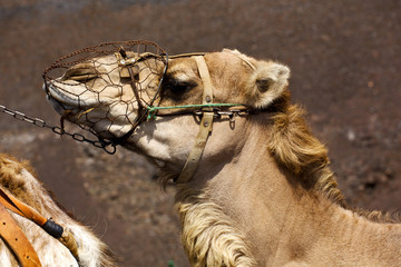 spain africa brown dromedary bite
