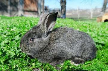 Fototapeta premium little rabbit on green grass background