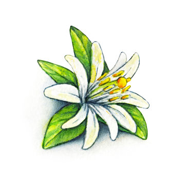 Orange Blossom Drawing Images – Browse 727,670 Stock Photos