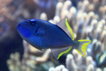 exotic coral fish