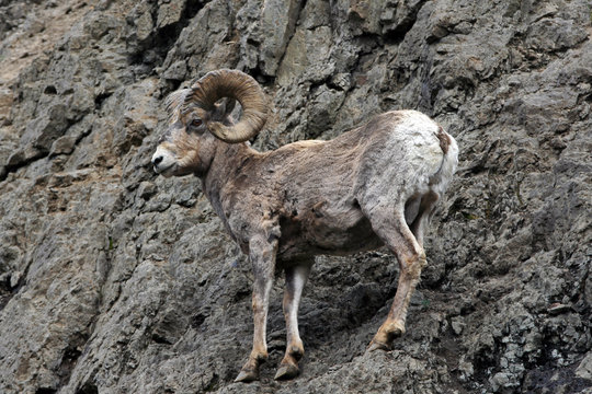 Bighorn Sheep standing on a sheer rockwall in Yellowstone National Park in Wyoming USA