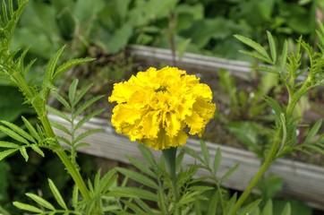 Бархатцы  (бархотцы) желтые