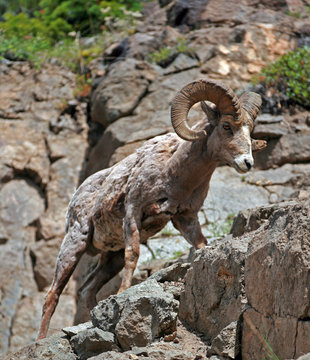 Bighorn Sheep in Yellowstone National Park in Wyoming USA