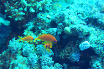 Obraz na płótnie Canvas coral fish underwater background