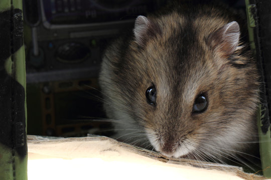 young dzungarian hamster