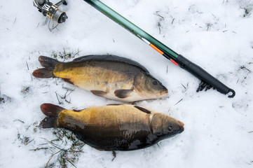 Fishing in winter carp caught in the snow