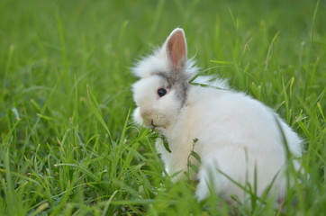 белый кролик в зеленой траве