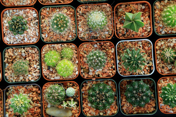 Variety of small beautiful cactus in the pot, seen from top.