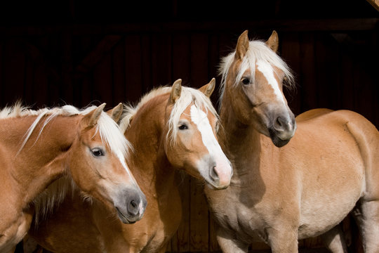 Three Haflinger mares on black background
