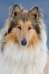 Portrait dog - collie