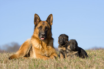 Female German Shepherd dog with two puppies