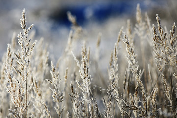 Fototapeta premium cold day frost grass landscape