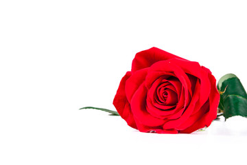 red roses on a white background