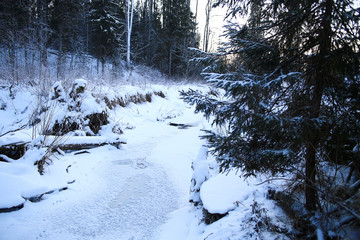 landscape winter forest in hoarfrost background