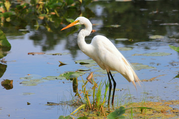 Snow white Egret