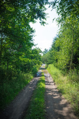 Lanes in the nature II
