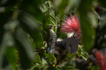 Un colibrí parado pica la flor roja.
