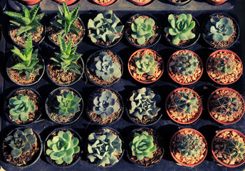 Variety of small beautiful cactus in the pot, vintage style proc