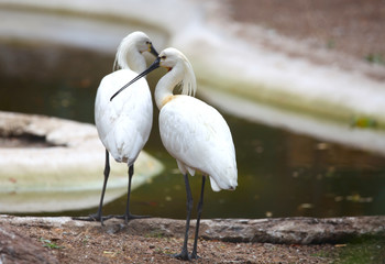 Two spoonbill birds near the pond