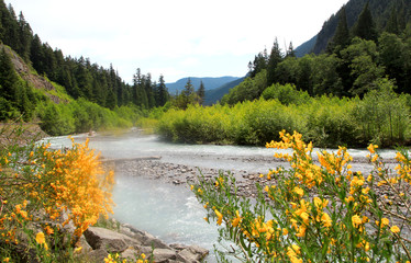 Fototapeta na wymiar Whiter river landscape near Mount Rainier in Washington