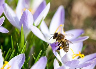 Bee on a purple crocus flower