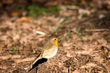 Robin in nature