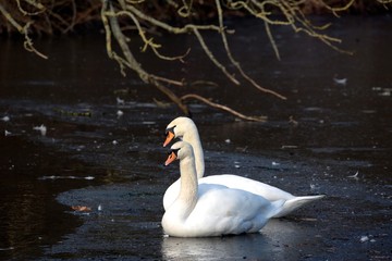 Romantic Swans