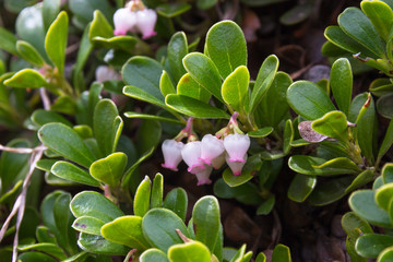 Obraz na płótnie Canvas Bearberry Leaves and flowers , Arctostaphylos uva ursi. Plant with medicinal properties 