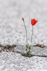 Fototapeta premium czerwony kwiat maku wyrastający ze szczeliny w bruku