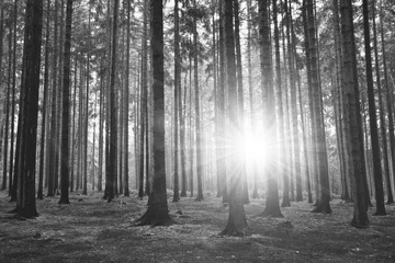 Fotobehang Bomen Zwart-witfotografie van bos