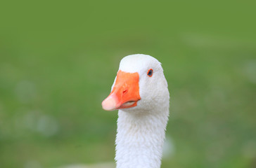 Close up shot of white goose