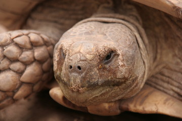 Tortue sillonnée, Sénégal 6