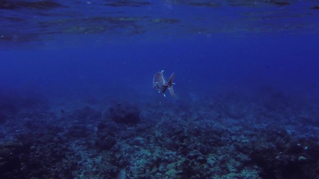 jackfish