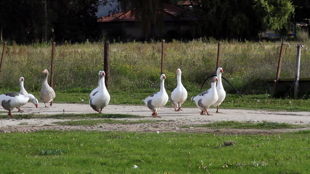 White Gooses HD
