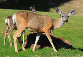 White tailed deers in the meadow