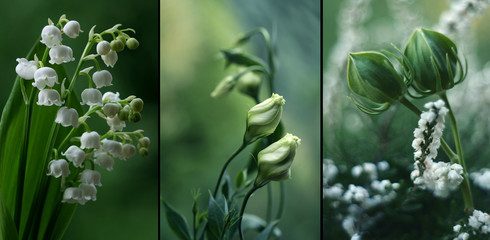 Fototapeta Zielone kwiaty obraz