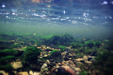 underwater scenery, algae, clean clear water, mountain river cleanliness