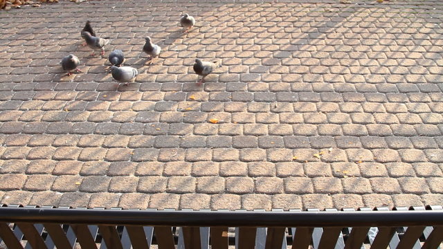 Pigeons Eating Crumbs HD