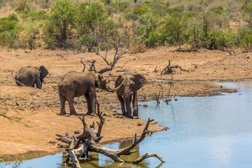 Fototapeta premium Scene from Africa Elephants at the drinking pool
