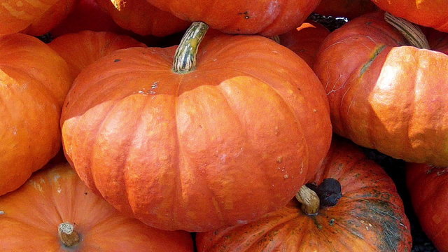 Lot of pumpkin.