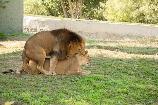 Los leones se encuentran apare&aacute;ndose.