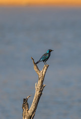 Cape Glossy Starling on the look out