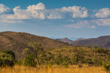 Obraz premium Pilanesberg National Park
