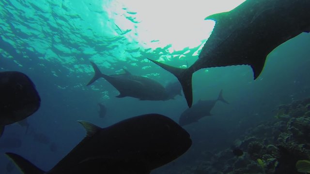 school of huge jackfish