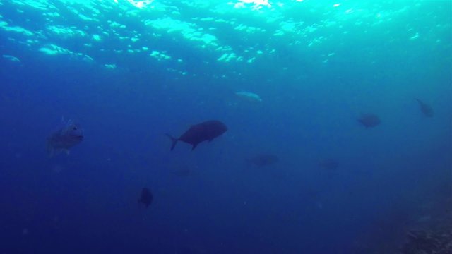 school of huge jackfish