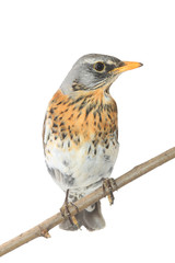 portrait thrush