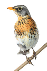 portrait thrush