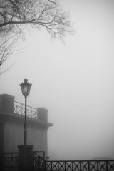 Tree and a lone street light.