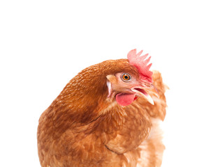 brown chicken hen standing isolated white background use for far