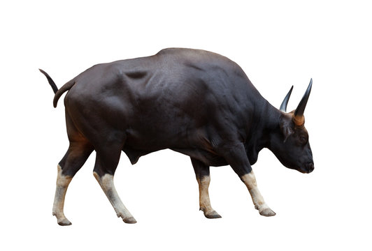 full body side view of wild male gaur with sharpen horn isolated